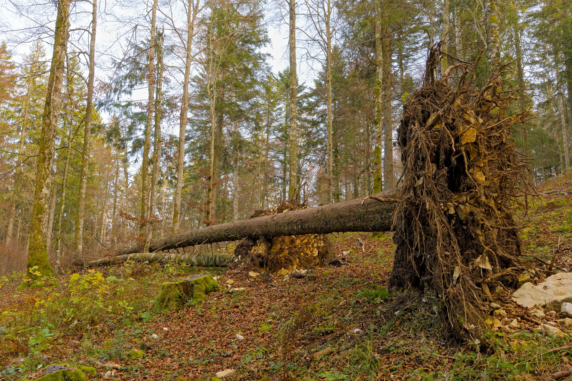 Enlèvement arbre urgence équipe à Lannion